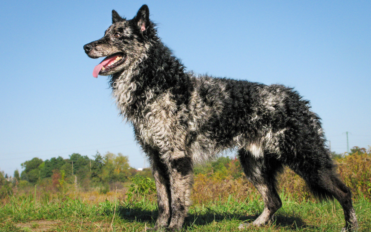 Красивый пес муди