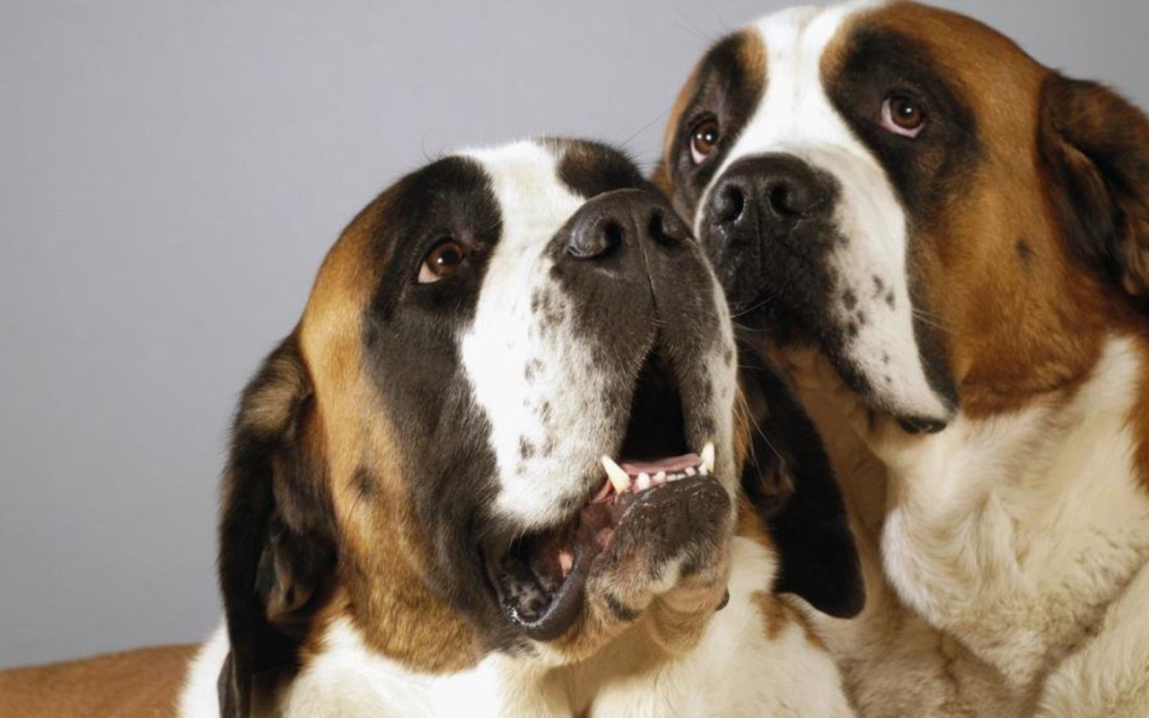 Пара собак сенбернаров