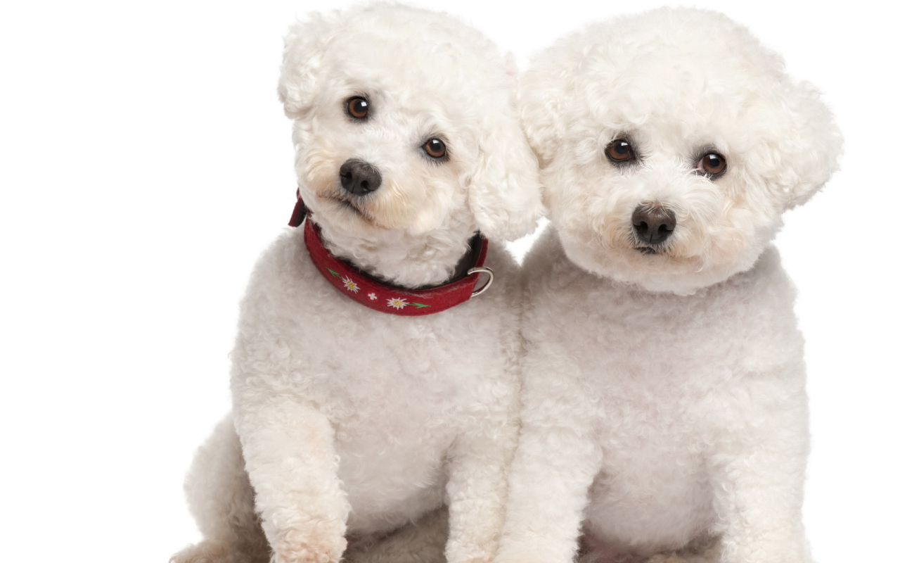 Пара щенков болонки