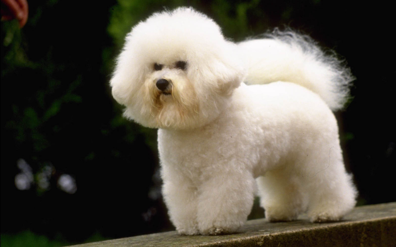 Маленькая французская болонка