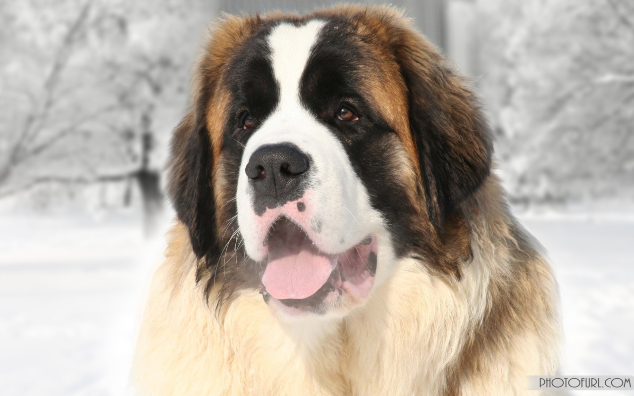 Улыбающийся сенбернар