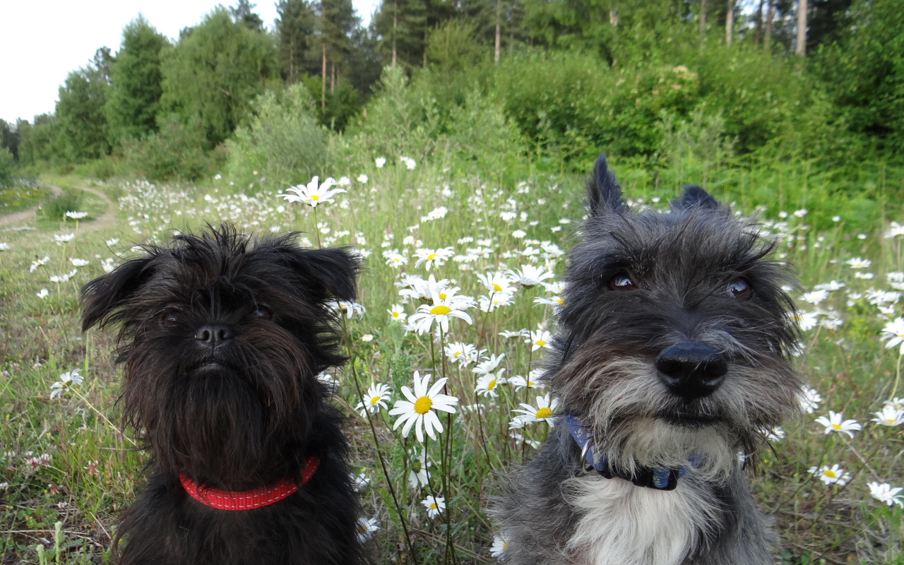 Аффенпинчеры среди ромашек