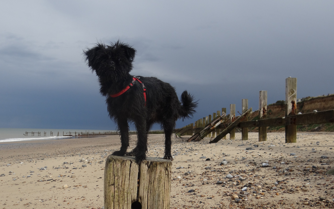 Аффенпинчер на пляже