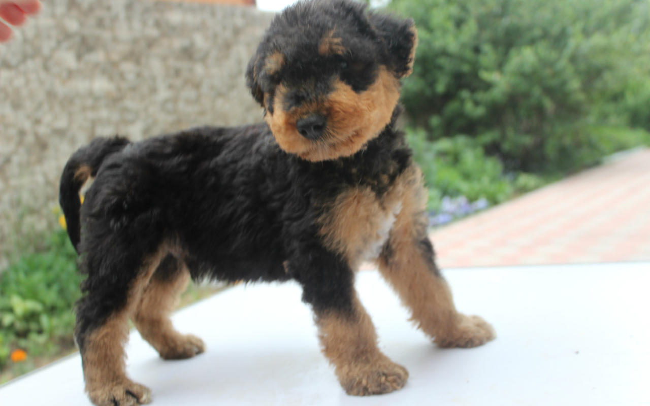 Щенок эрдельтерьера