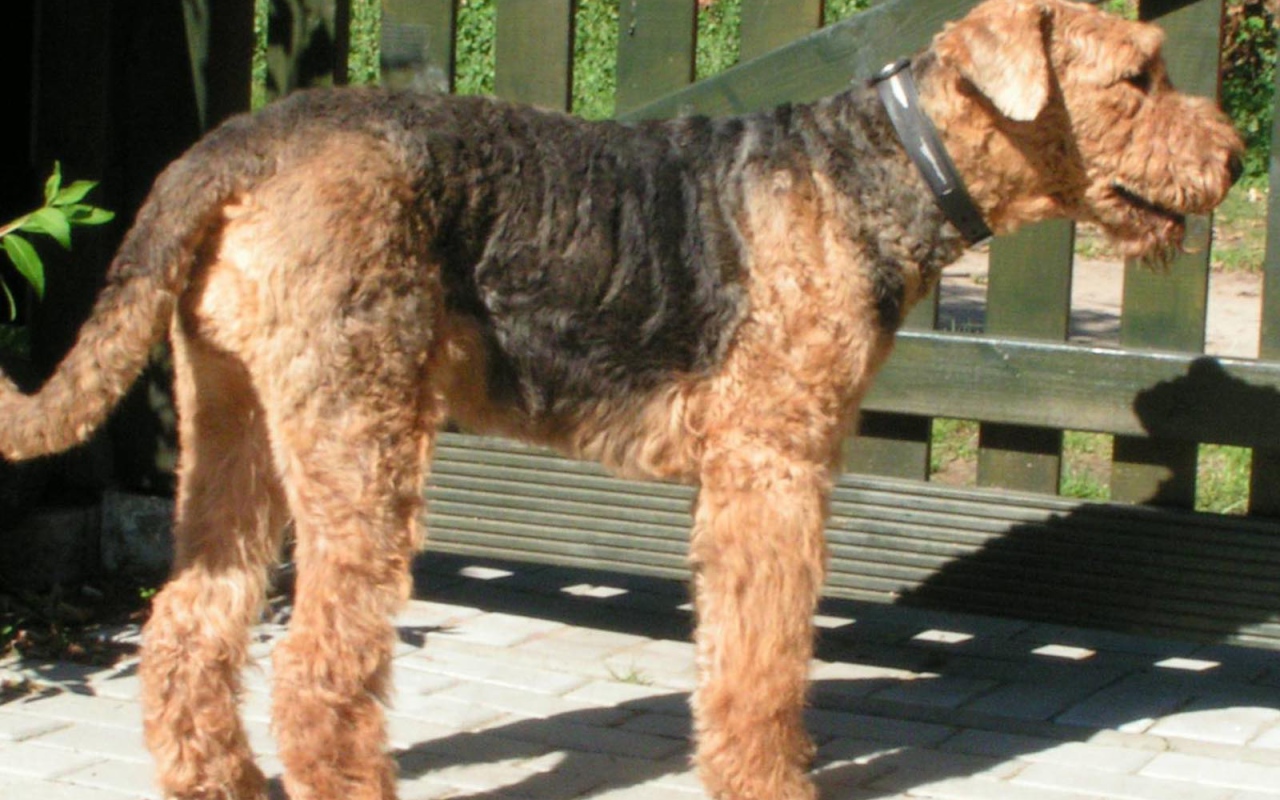 Пес эрдельтерьер охранник