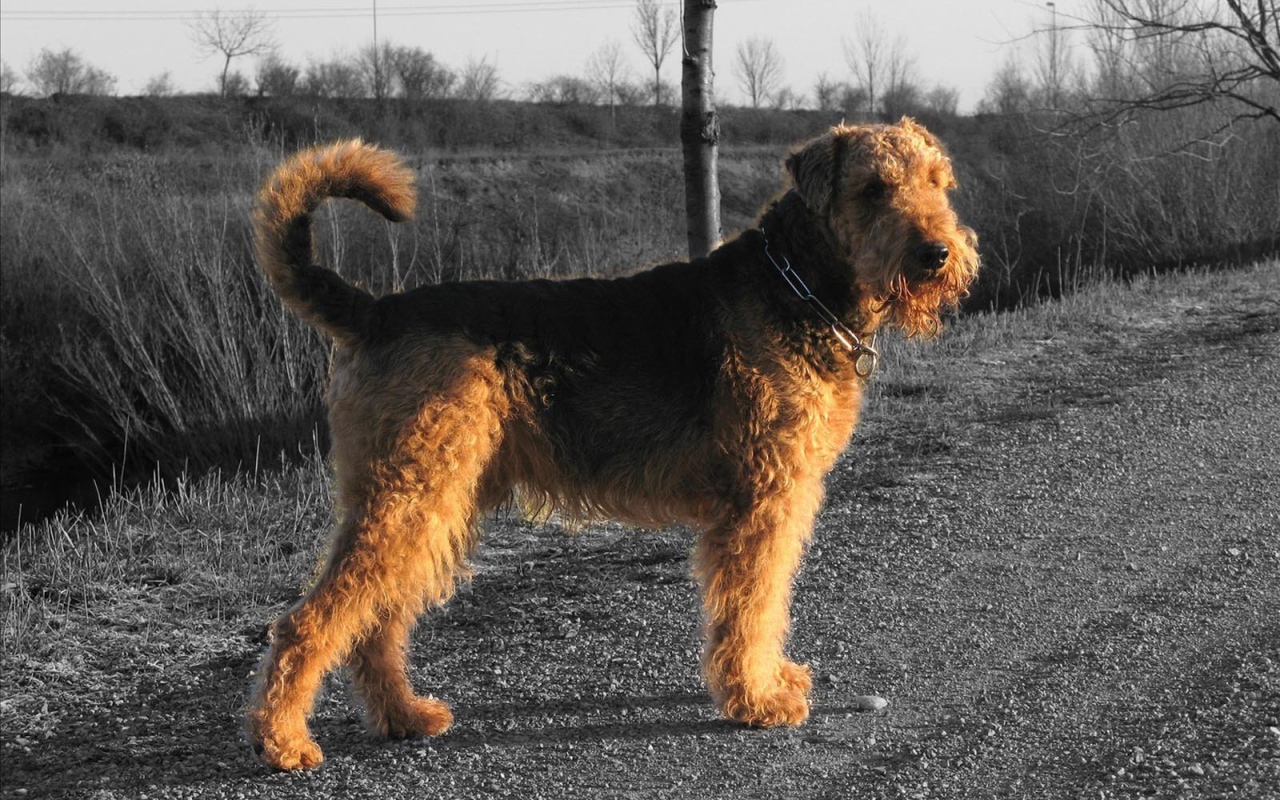 Пес эрдельтерьер за городом