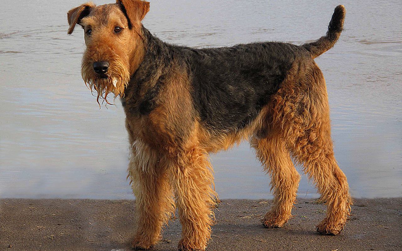 Мокрый эрдельтерьер у воды