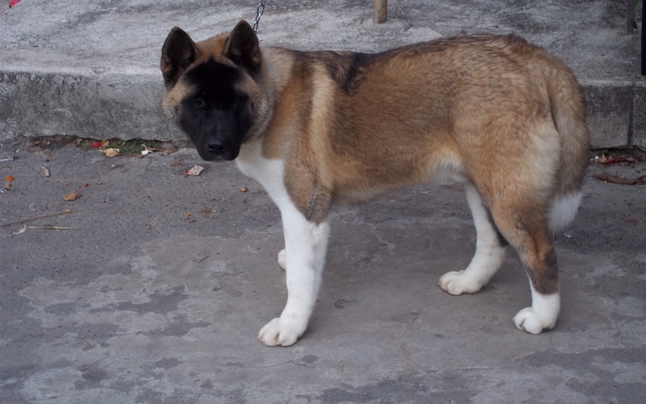 Порода собак американская акита