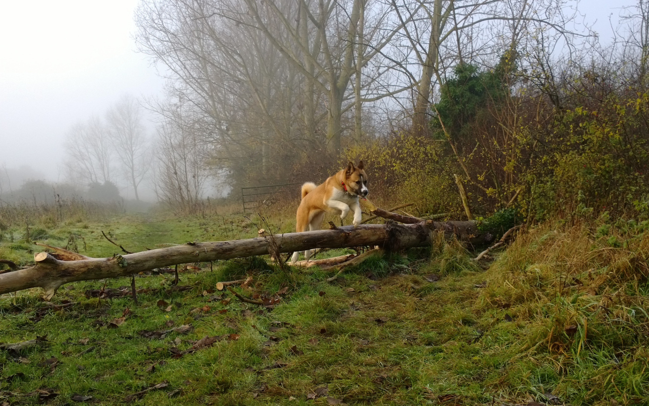 Американская акита прыгает через препятствие