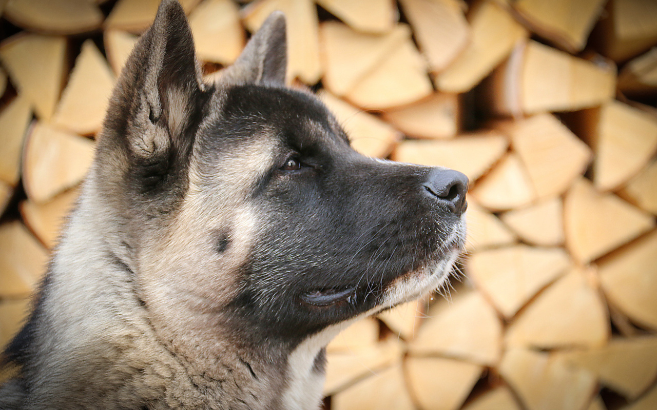 Американская акита на фоне дров