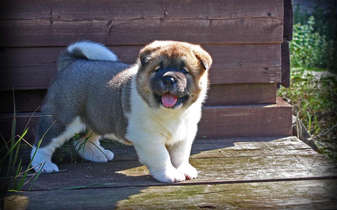 Американская акита показывает язык