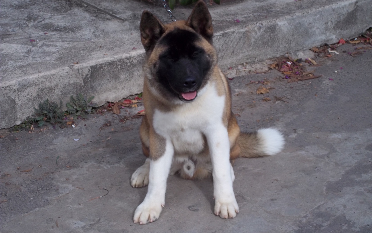 Американская акита сидит на цепи