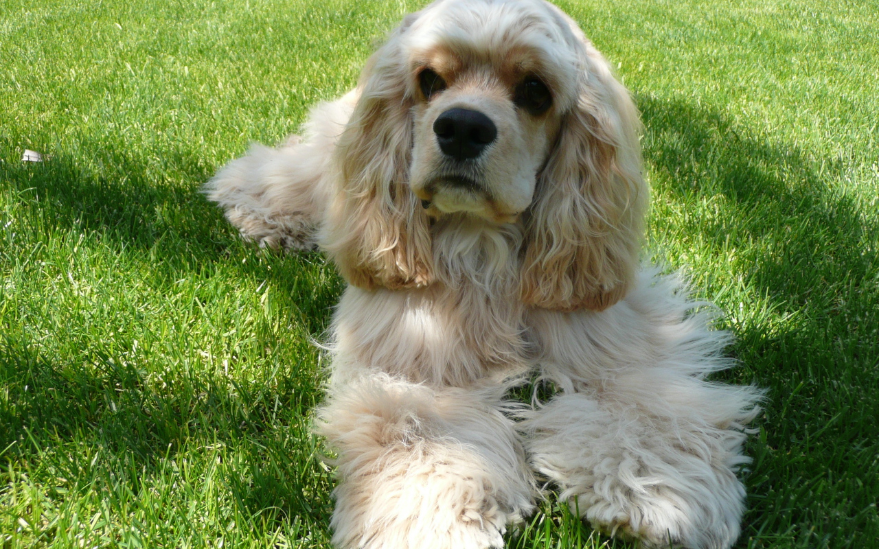 Американский кокер спаниель лежит на траве