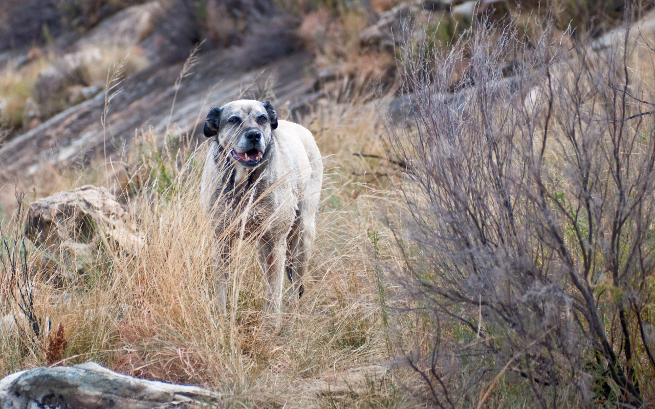 Злой пес чинук