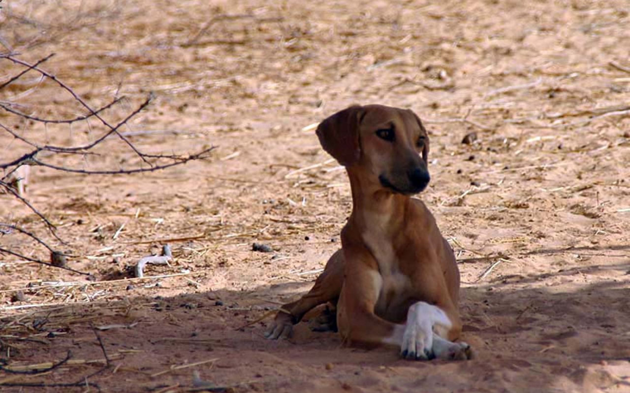 Азавак сидит в тени дерева