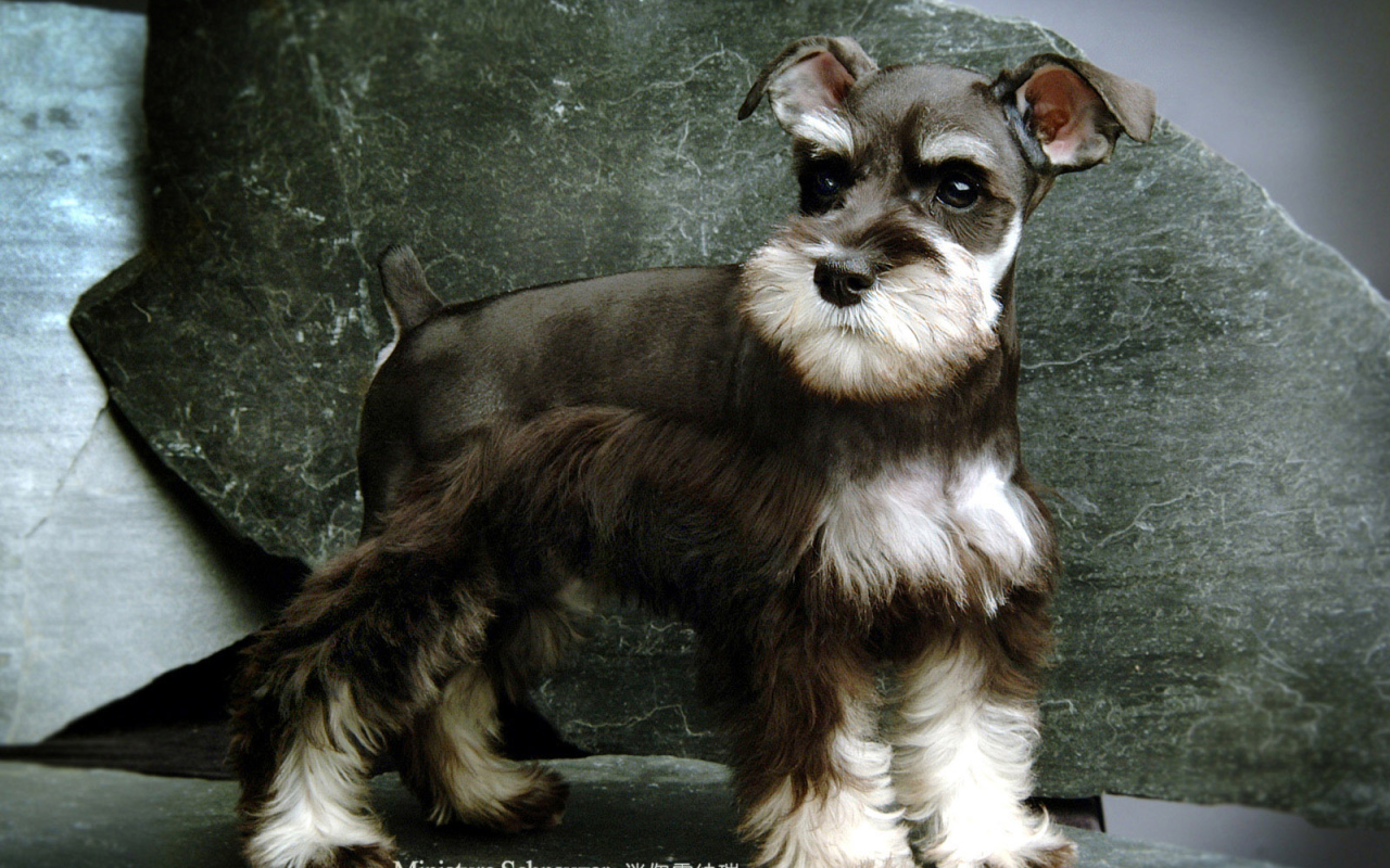 Малыш пес шнауцер