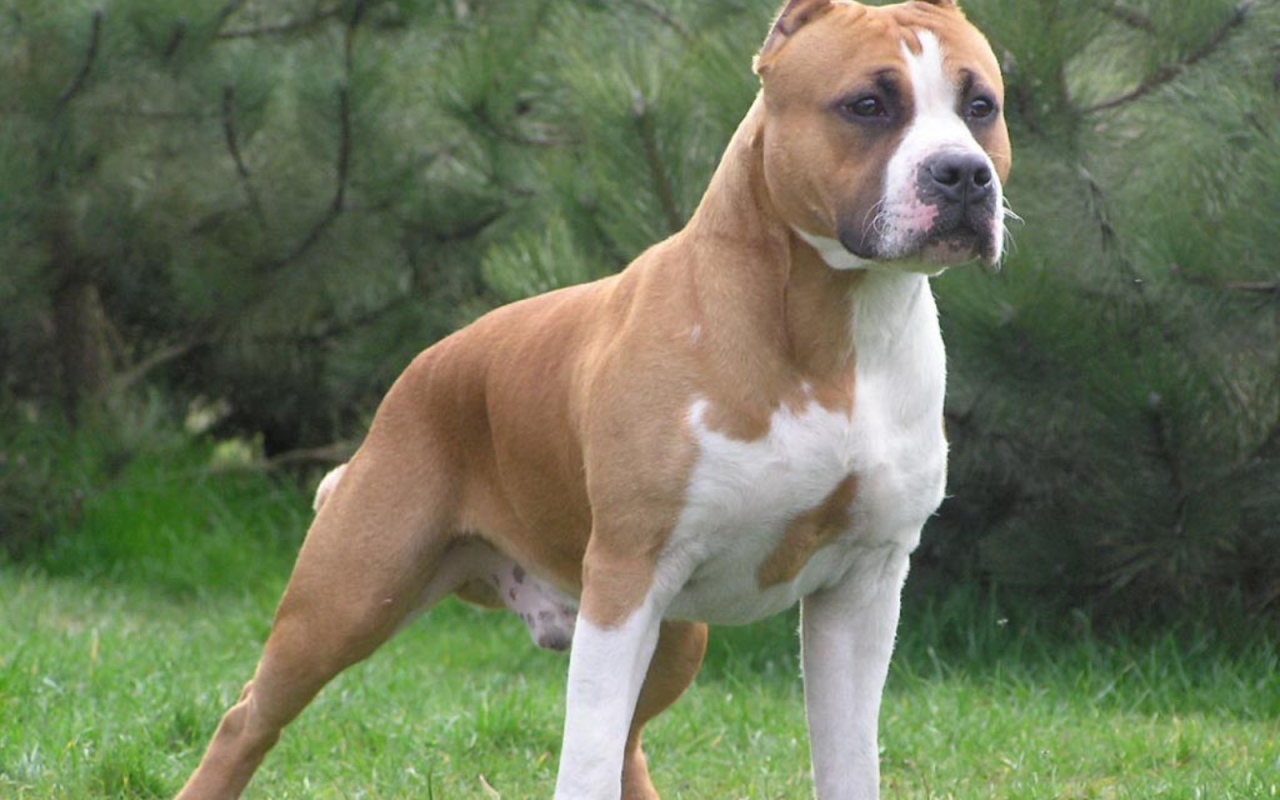 Боевая стойка американского стаффордширского терьера