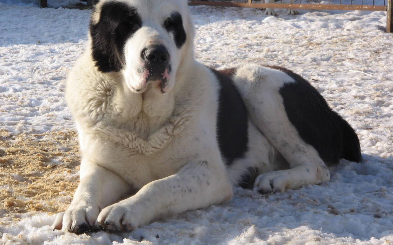 Красивый алабай в вольере