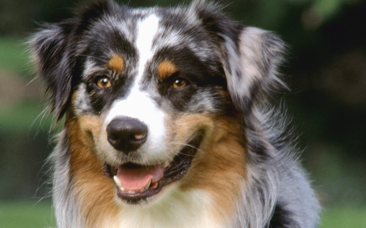 Красивый пес колли