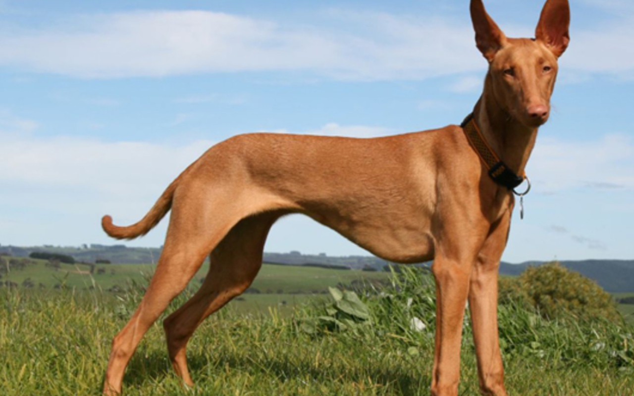 Красивый пес Фараонова собака