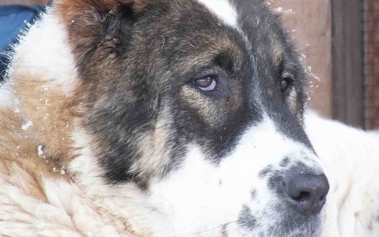 Красивые глаза алабая