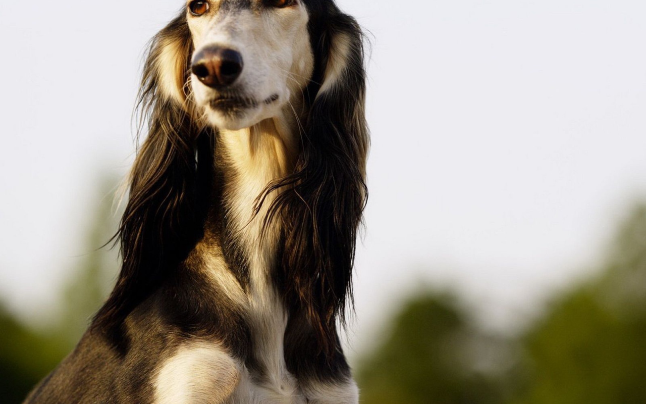 Красивая борзая собака