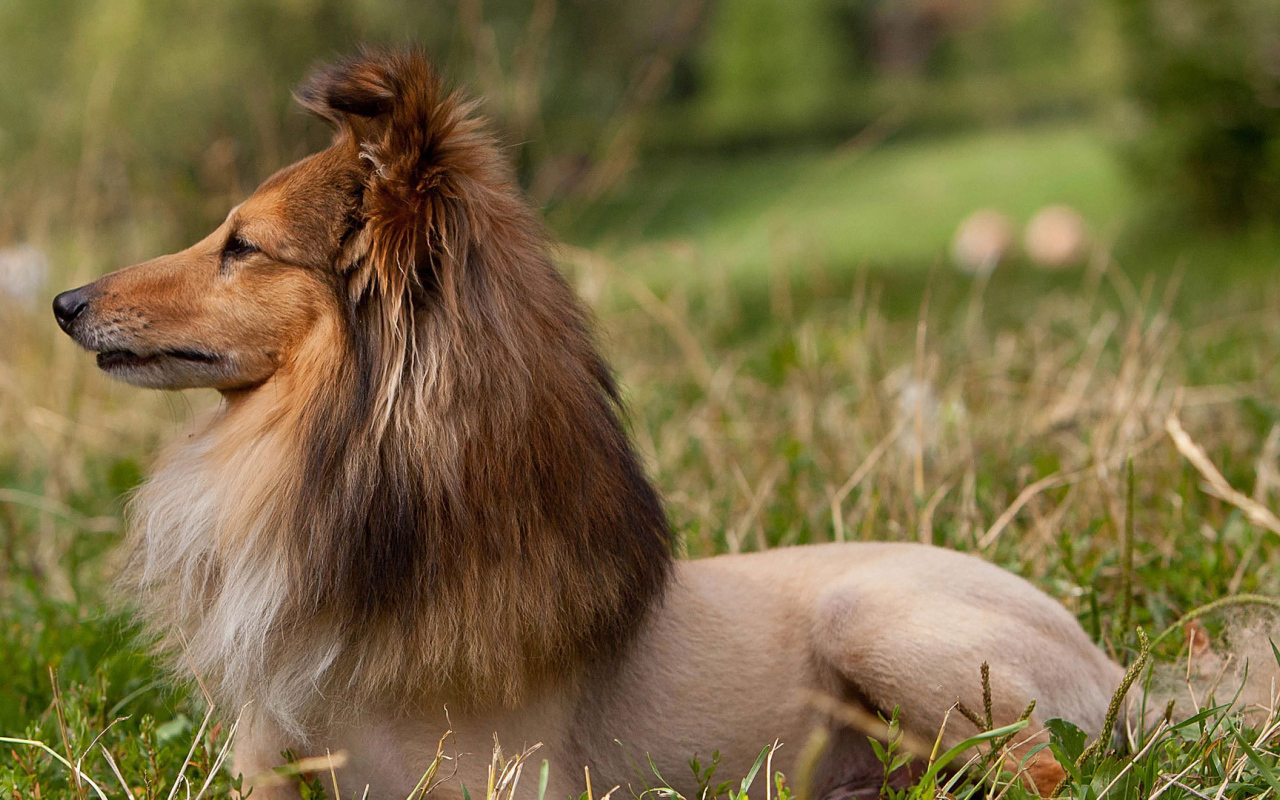 Красивая стрижка у колли