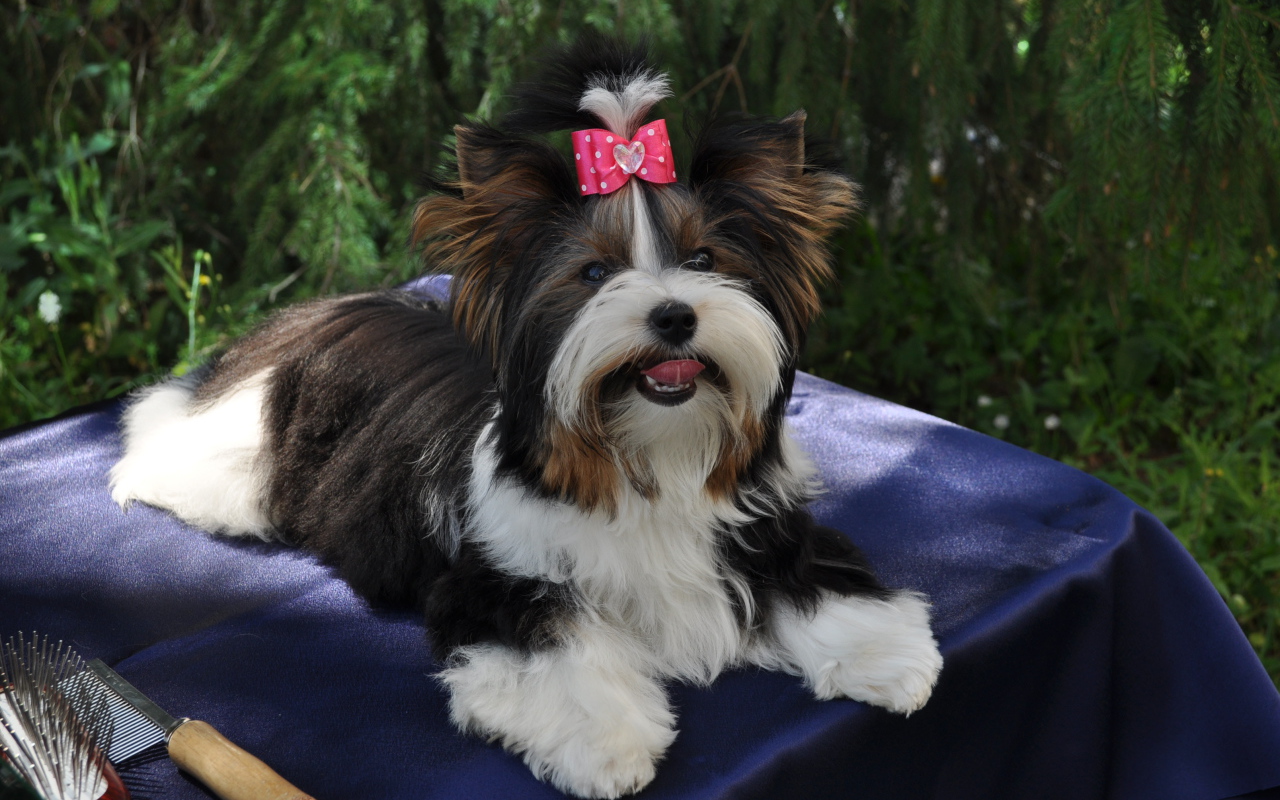 Бивер йорк модница