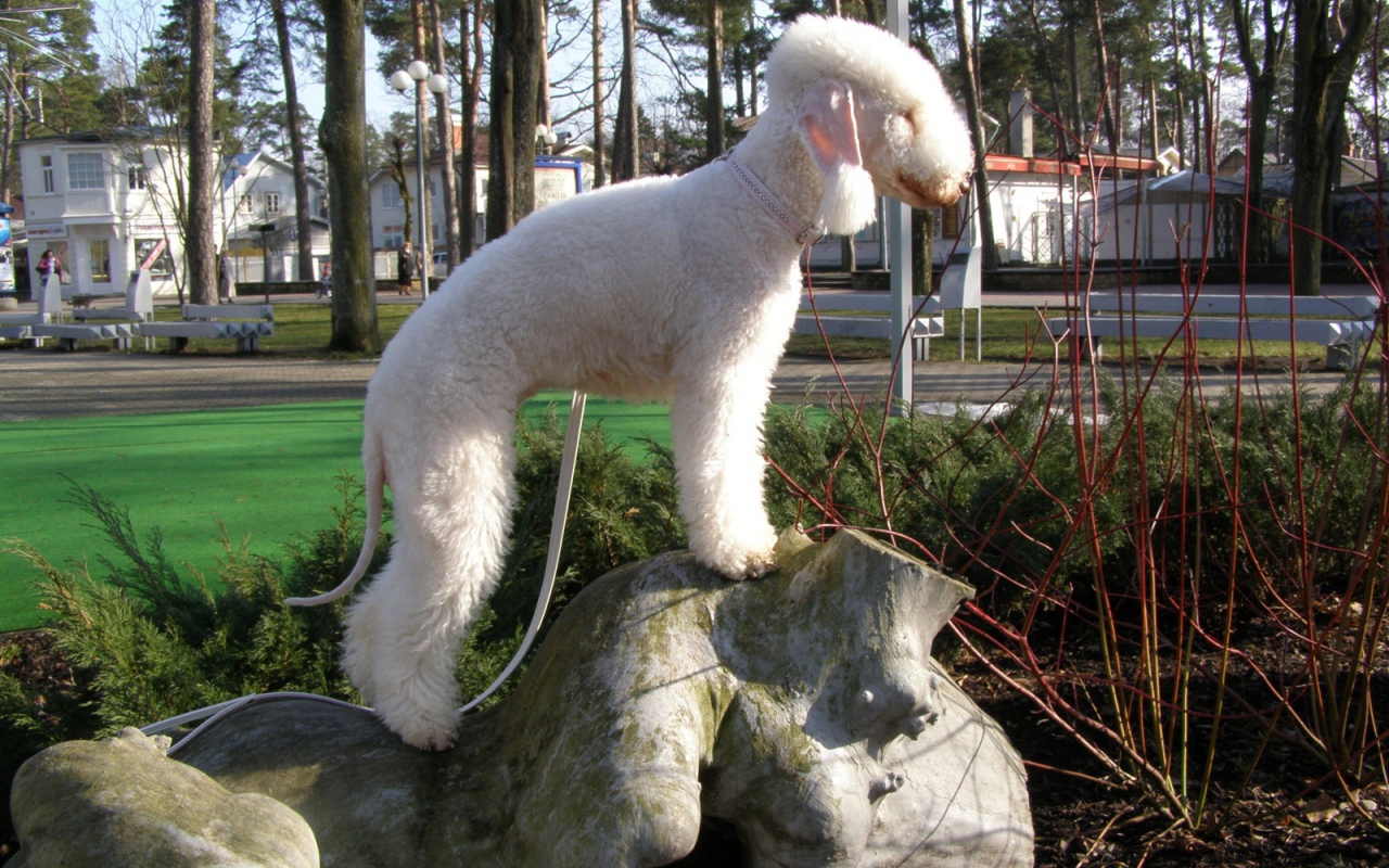 Бедлингтон терьер на камне