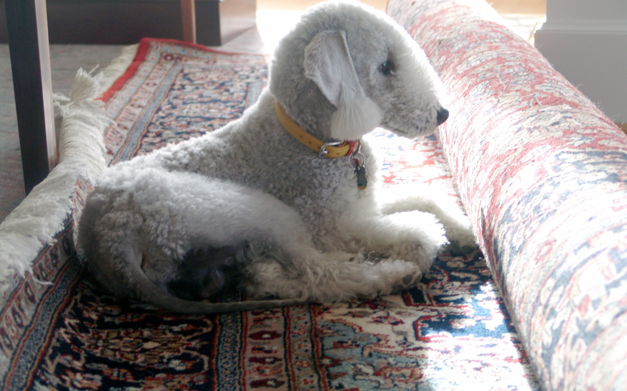 Бедлингтон терьер на ковре