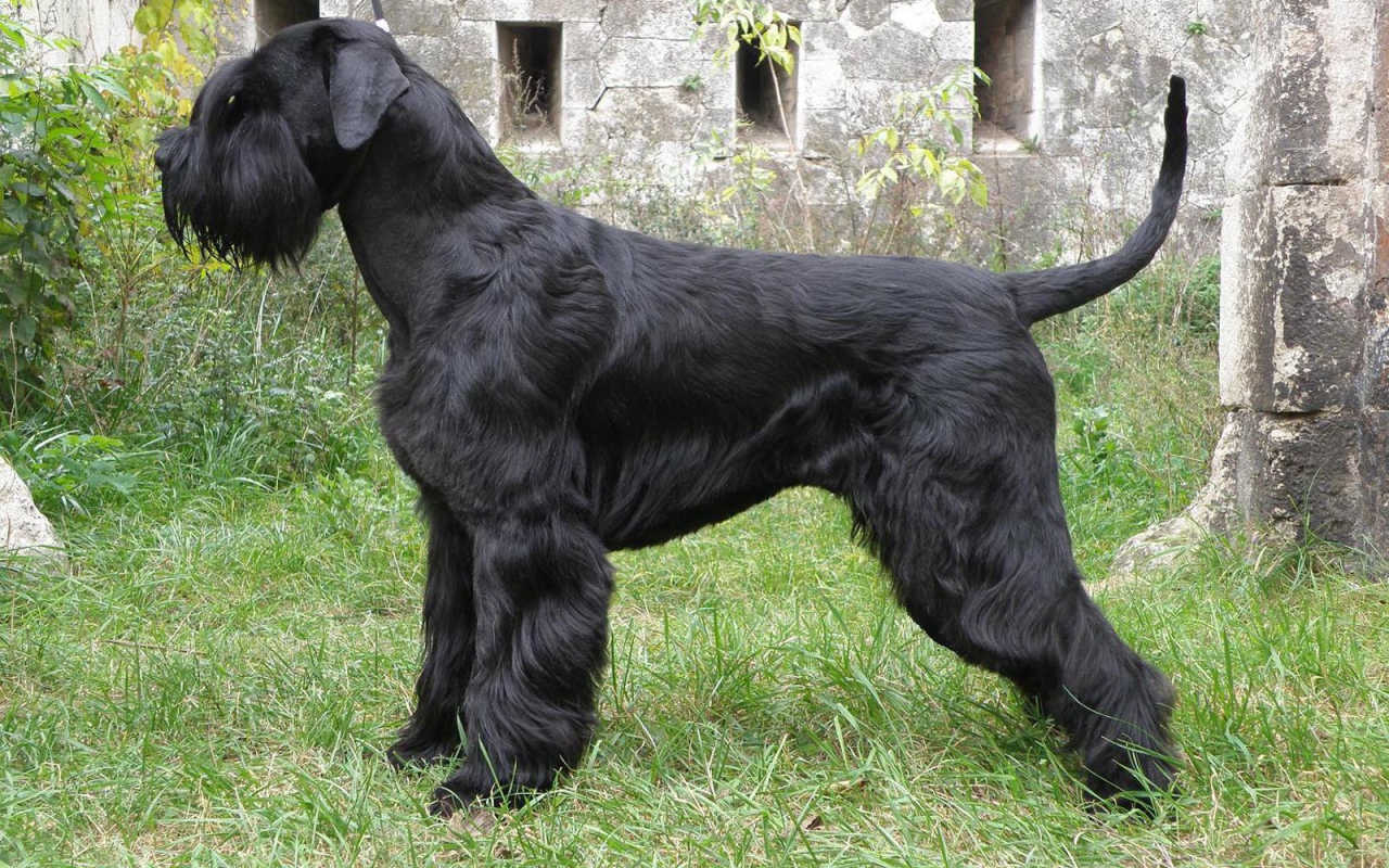 Большая собака шнауцер