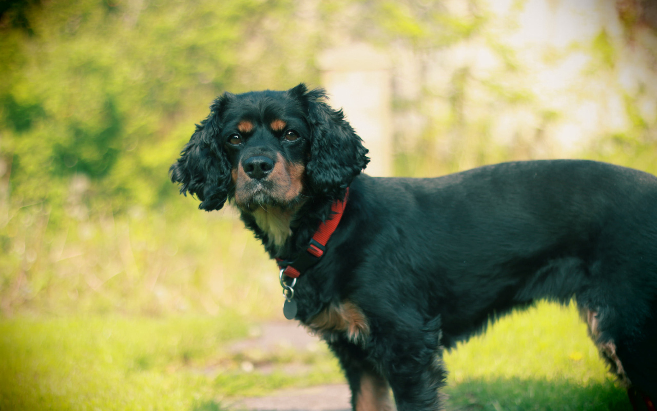 Черный кавалер кинг чарльз спаниель
