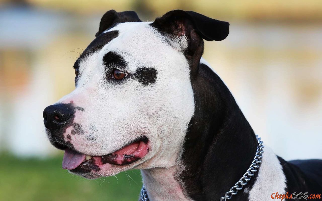 Черно белый американский стаффордширский терьер