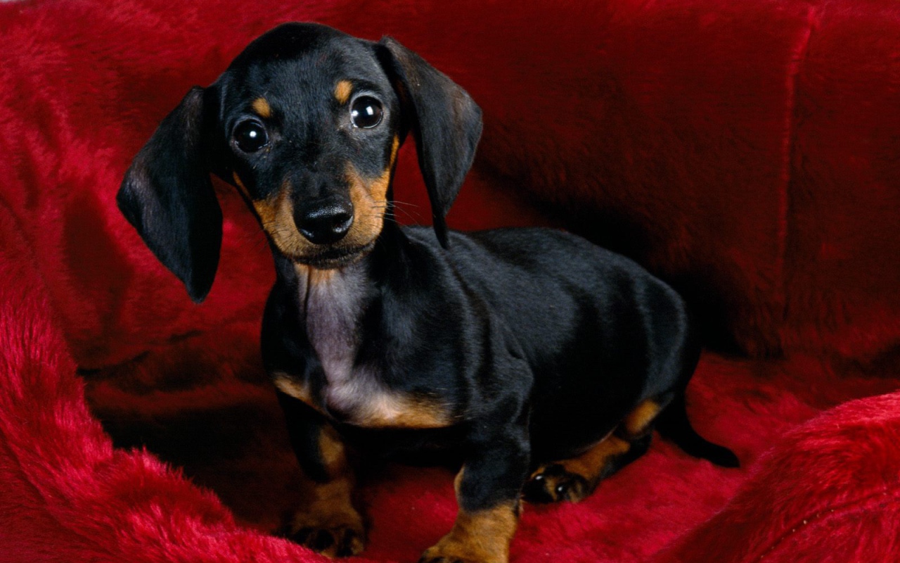 Щенок черной таксы