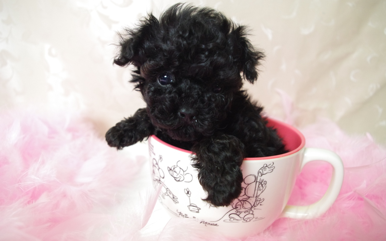Черный щенок пуделя в чашке