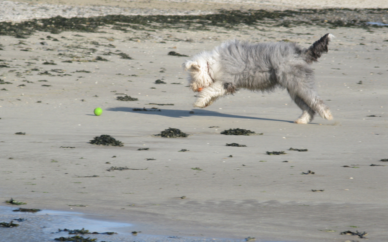 Бобтейл ловит мяч
