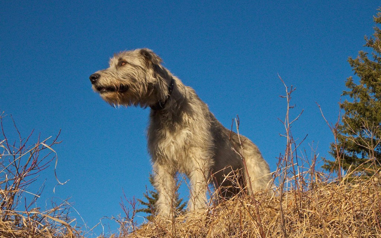 Порода собак ирландский волкодав