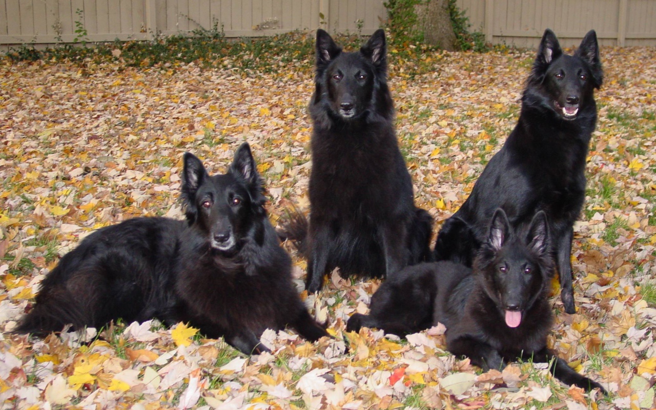 Порода собак муди