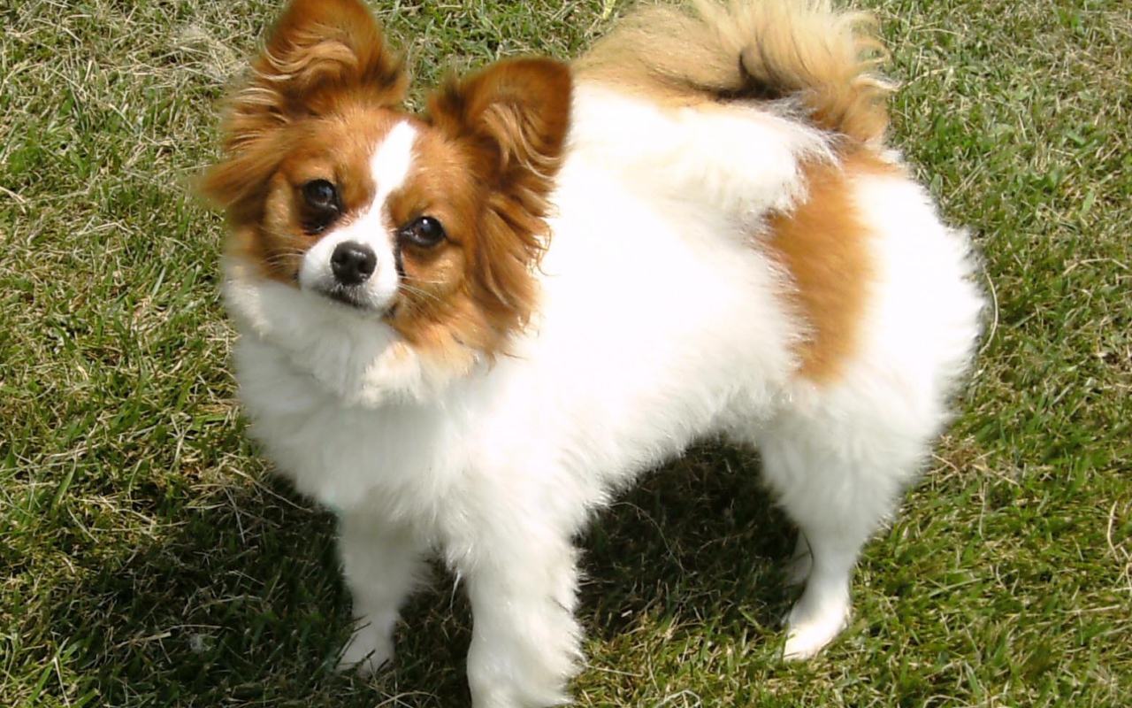 Бело коричневый папильон