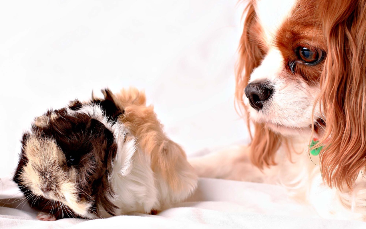 Кавалер кинг чарльз спаниель смотрит на хомячка