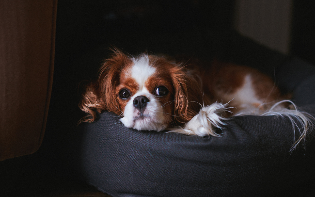 Кавалер кинг чарльз спаниель на пуфике