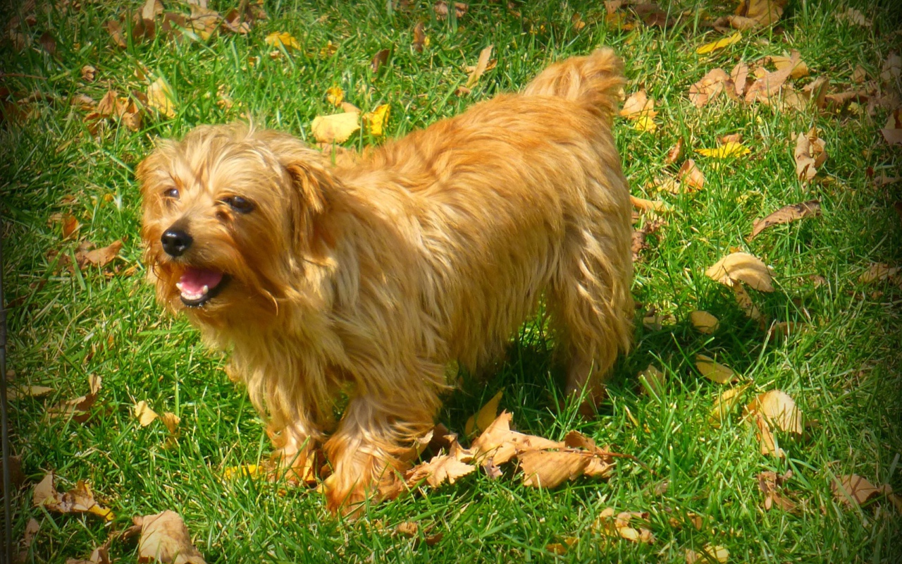 Веселый норфолк терьер