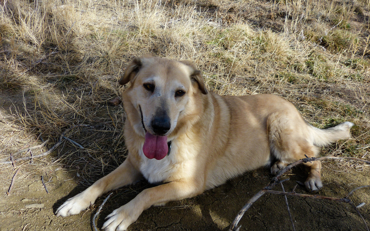 Веселая собака чинук