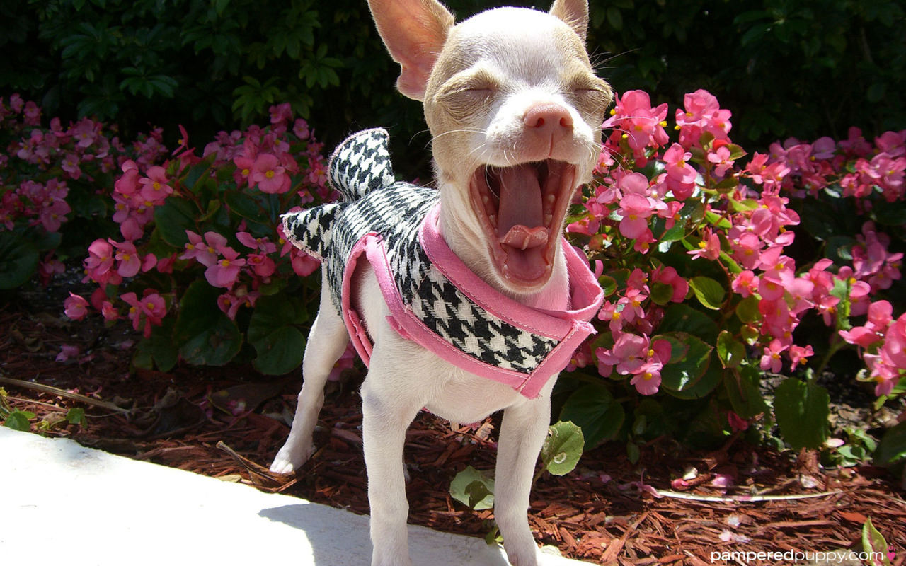 Chihuahua dog yawning