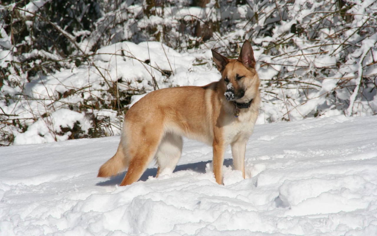 Чинук играет в снегу