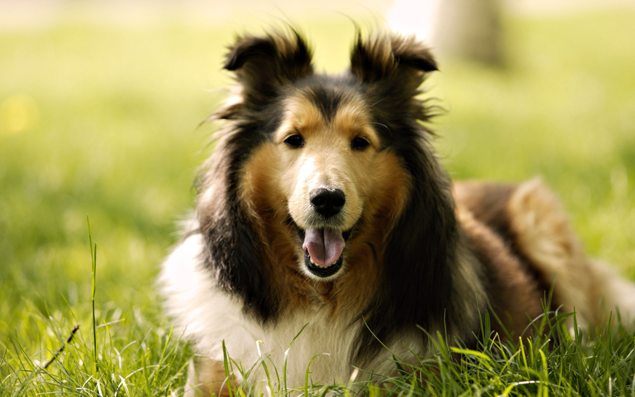 Собака колли на траве