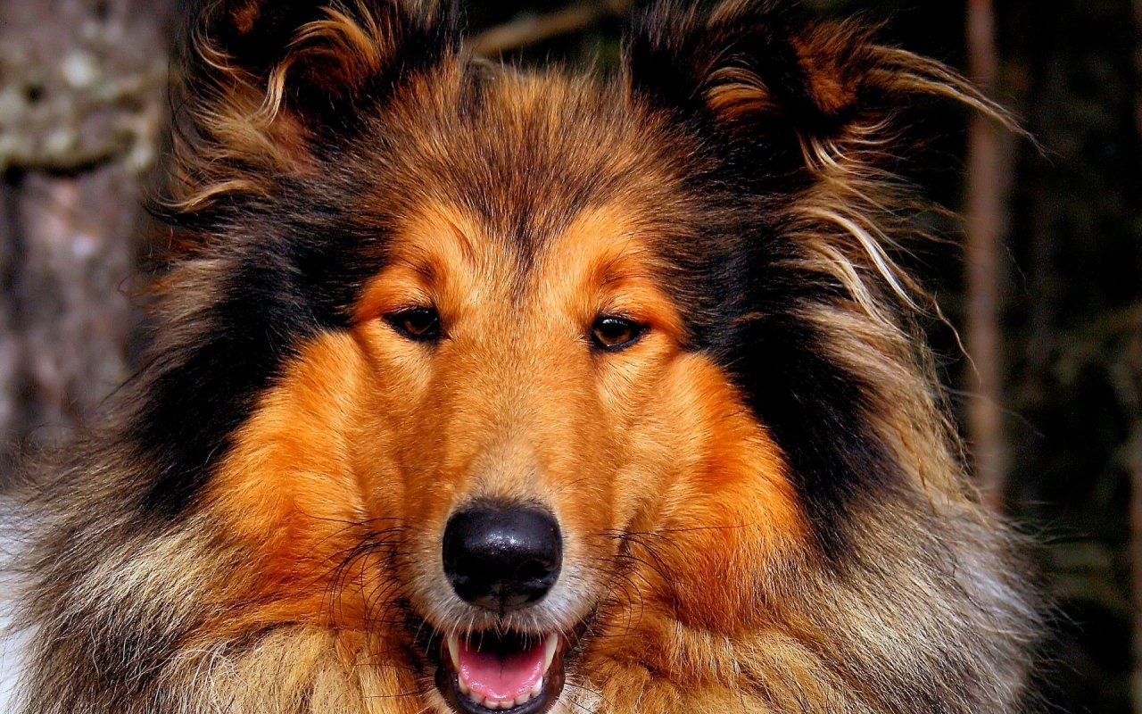 Собака колли улыбается