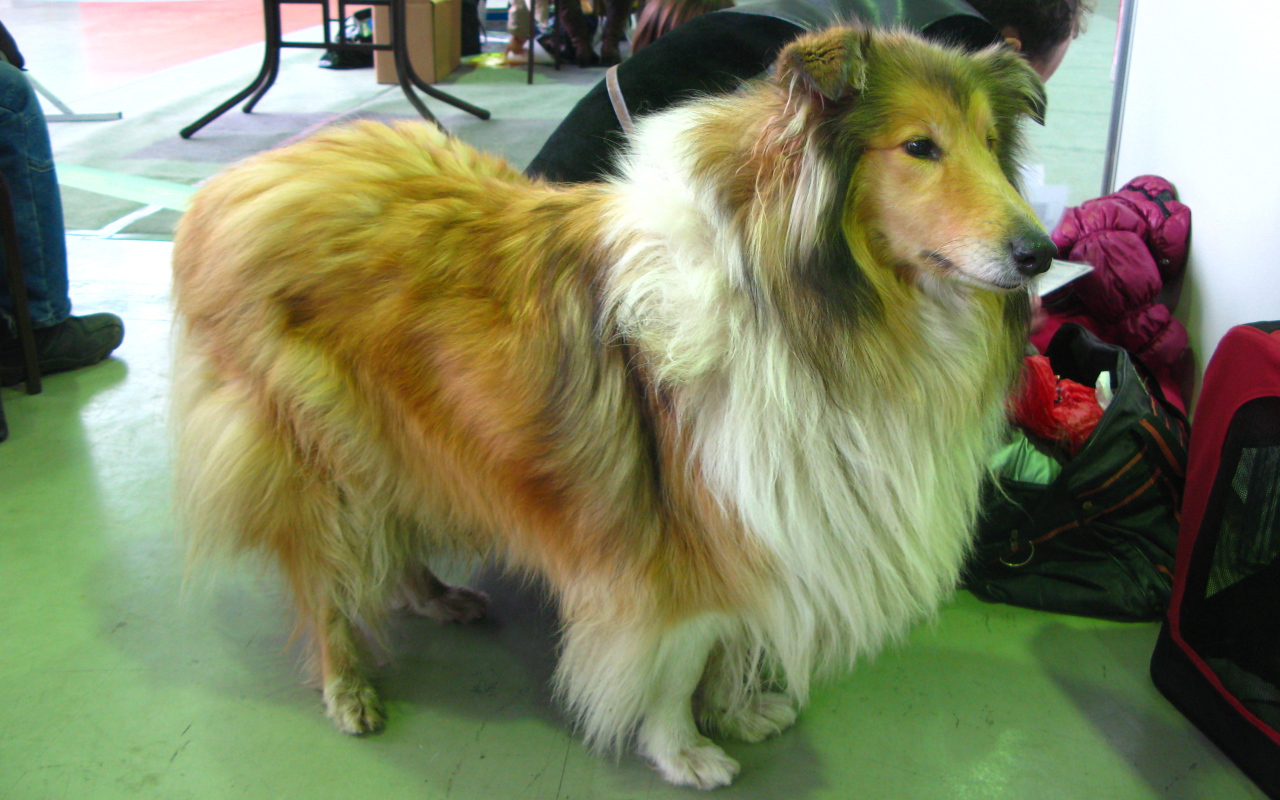 Колли в салоне красоты