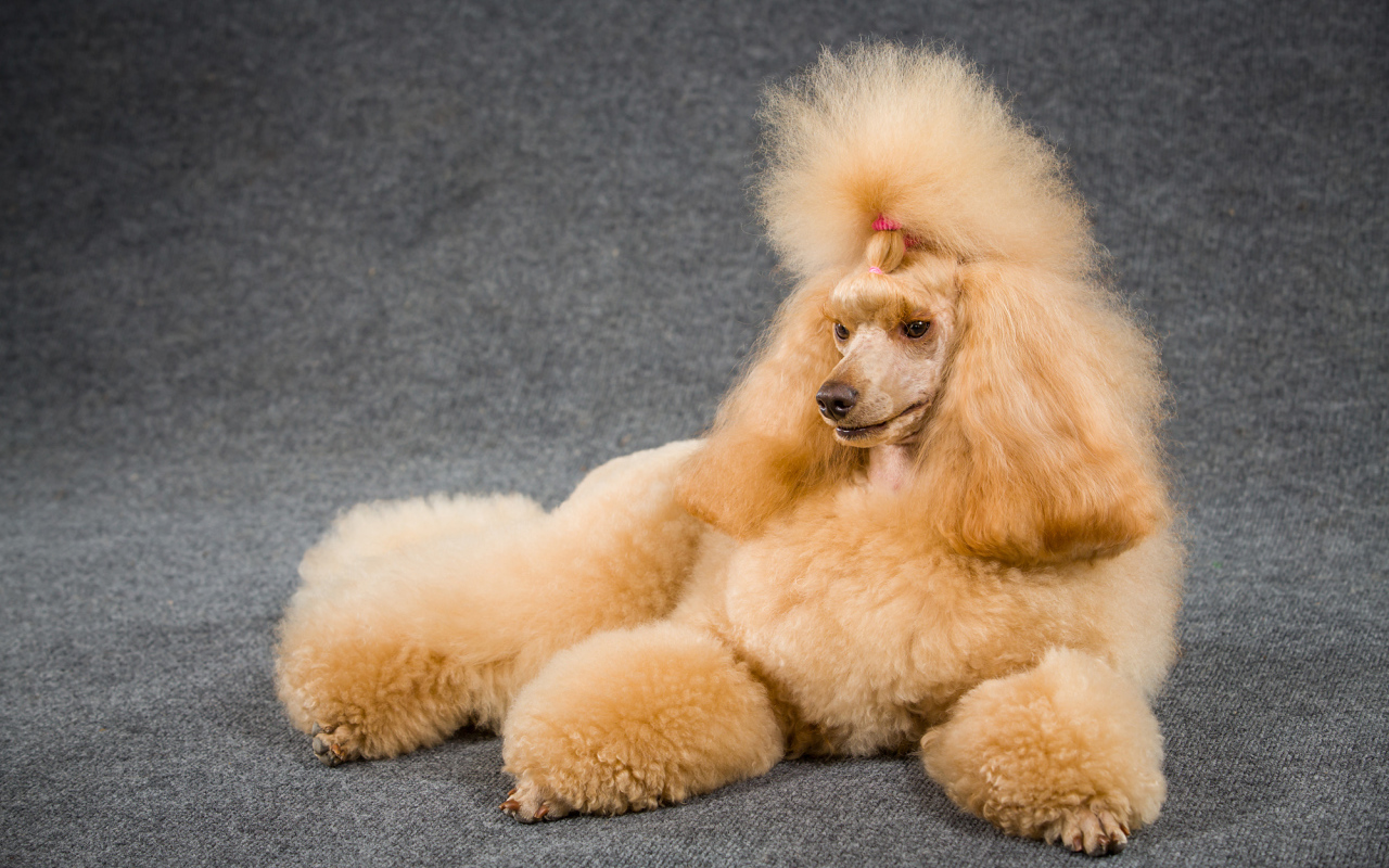 Причесанный пудель лежит