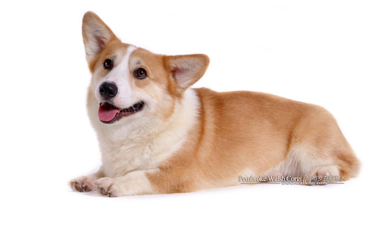 Собака вельш-корги лежит